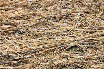 Texture of dry straw on the floor