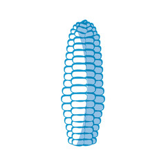 corn vegetable icon over white background vector illustration