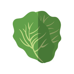 lettuce vegetable icon over white background vector illustration