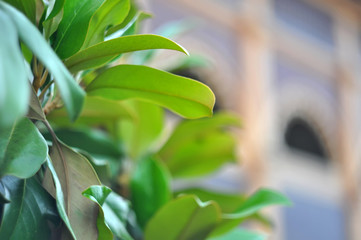 Magnolia tree over blured background, green leaves
