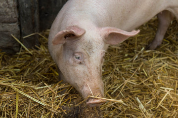 Glückliches Schwein in Freilandhaltung 