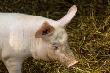 Schwein auf dem Biobauernhof