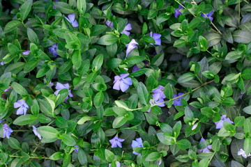 Periwinkle plant with green leaves