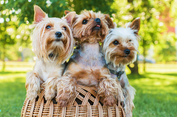 Yorkshire terriers sitting in the basket outdoors