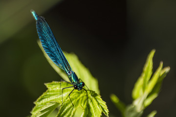 Libellules du Grésivaudan - Chartreuse - Isère.