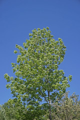 wind blowing the leafs of a maple tree
