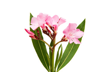 Oleander flower isolated