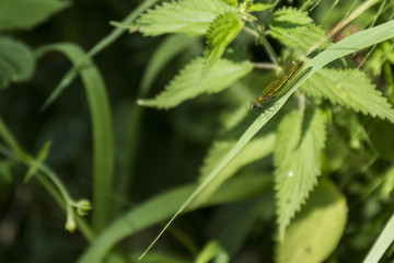 Libellules du Grésivaudan - Chartreuse - Isère.
