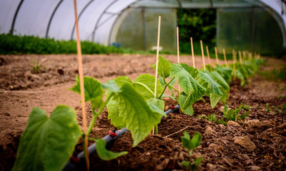 Young organic cucumber plants in a hoop-house.