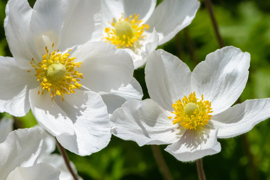 Snowdrop anemone blossom - large white flower with yellow stamens