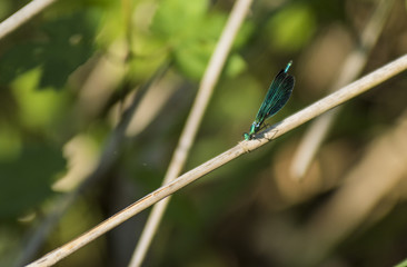 Libellules du Grésivaudan - Chartreuse - Isère.