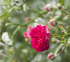 powdery mildew on roses shoot, macro
