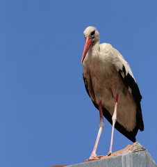 White Stork in nest, ciconia ciconia 