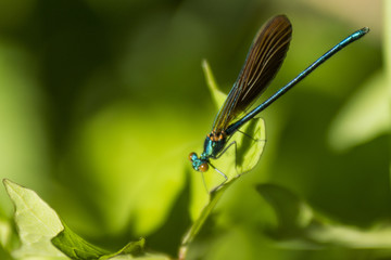 Libellules du Grésivaudan - Chartreuse - Isère. © Richard