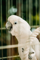 White Cockatoo Or Cacatua Alba, Also Known As The Umbrella Cockatoo