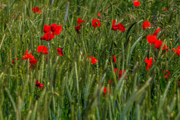 Mohnblumen im Feld