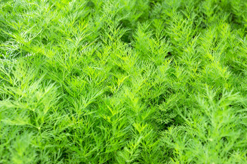 Young fresh fennel in the garden. Anethum graveolens