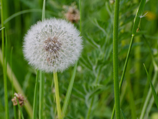 Ripe dandelion on a background of green grass. Close-up