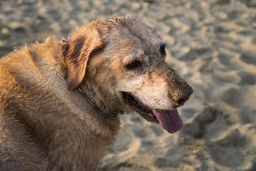 Fotobehang Dog Enjoying The Beach © Stockwars