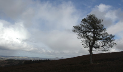 Obraz premium Scots Pine tree (pinus sylvestris) on heather moor land hill