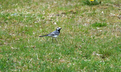 Motacilla alba