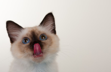 A seal point Birman cat, 4 month old kitten, male with blue eyes with tongue out