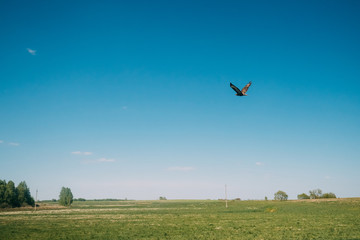 Buzzard Or Buteo Buteo Wild Bird Flies Over The Field In Belarus