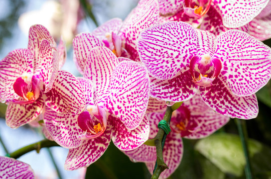 Phalaenopsis orchid flower