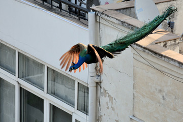 Peacock in flight