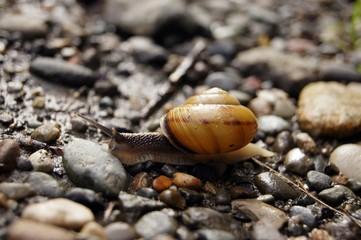 snail