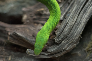 Close up view of a dangerous green mamba snake