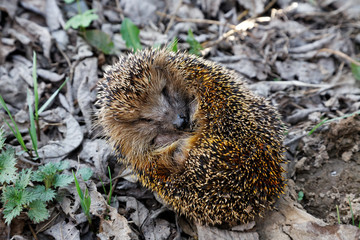 The hedgehog curled up on fallen leaves
