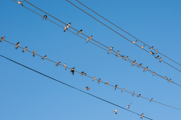 swallows on wires, nice birds
