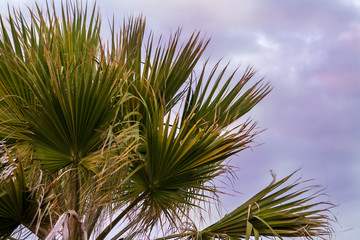 Fototapeta na wymiar Close up of a palm tree with a cloudy evening sky