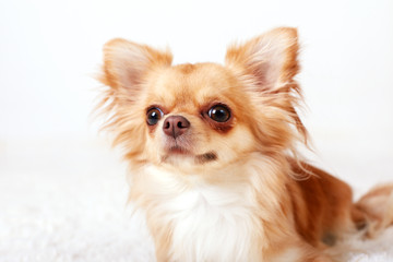 Cute redhead chihuahua fun looks at the camera. Close -up