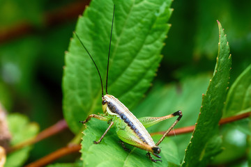 Grasshopper on leaf