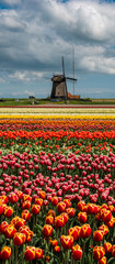 Tulip culture with windmill, Netherlands