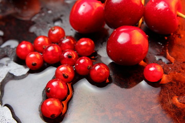 Paradise cherry