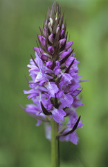 Obraz premium Early purple orchid (orchis mascula)