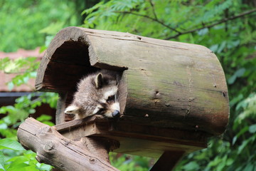Waschbär schaut frech aus seiner Höhle