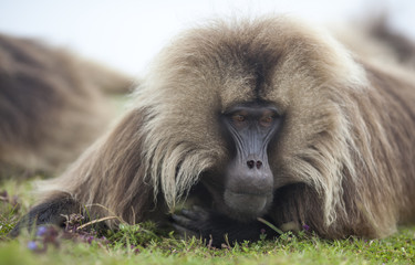 Gelada baboon in Simien mountains