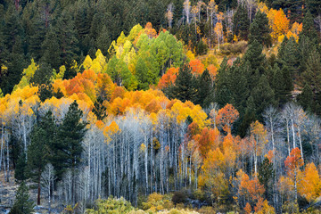 The full spectrum of fall colors are shown in a grove of aspen trees in Hope Valley, California.