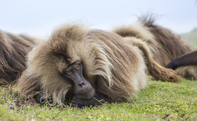 Gelada baboon in Simien mountains