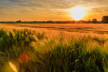 Colorful sunset over wheat field with lensflare. Kortenaken, Flanders, Belgium