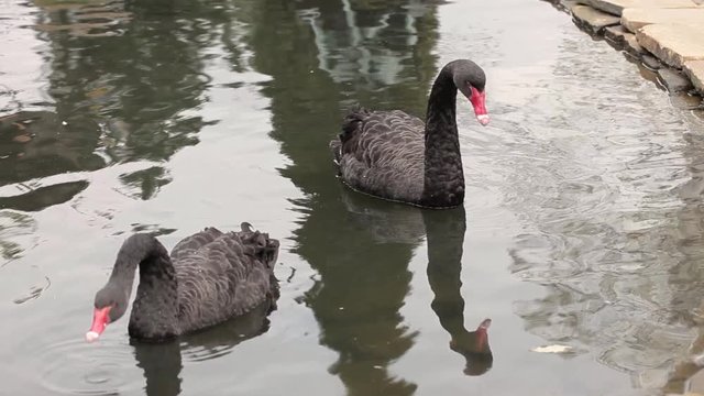 Two Beautiful Black Swans Swimming in the Lake. One Cleaning Himself. the Action in Real Time.