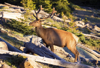 Bull Elk in Rocky Mountains National Park, Colorado