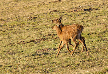 Baby elks in Rocky Mountains National Park, Colorado