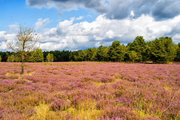 Fototapeta na wymiar Heathland with flowering common heather