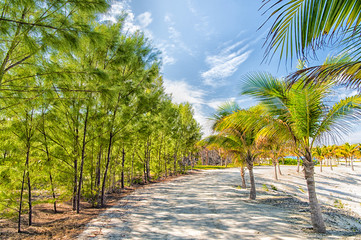 Fototapeta premium tropical landscape of palms and trees on white sand