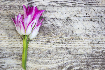 Fototapeta na wymiar Tulip, white pink, on a gray wooden background, space for text, top view. Festive Greeting Card